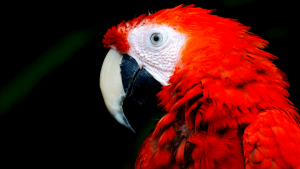 Parrot 21 | BDX Propaganda - Agência de marketing no ABC | Ribeirão Pires, ABC Paulista, São Paulo | 2026