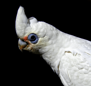 Pets Black 12 2 | BDX Propaganda - Agência de marketing no ABC | Ribeirão Pires, ABC Paulista, São Paulo | 2026